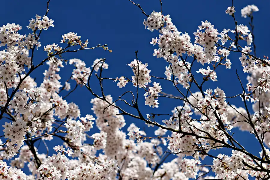 023 | 2025 | Berlin | Gärten der Welt im Erholungspark Marzahn | © carsten riede fotografie