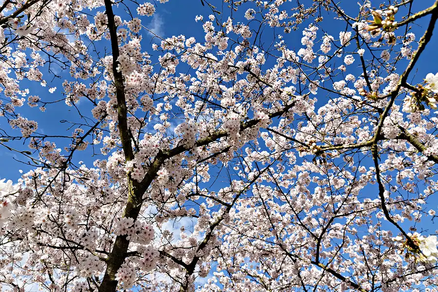 024 | 2025 | Berlin | Gärten der Welt im Erholungspark Marzahn | © carsten riede fotografie