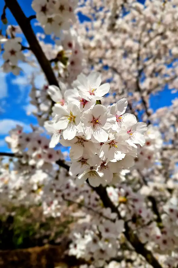 025 | 2025 | Berlin | Gärten der Welt im Erholungspark Marzahn | © carsten riede fotografie
