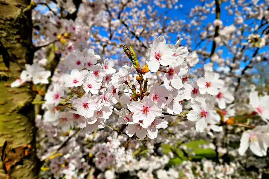 026 | 2025 | Berlin | Gärten der Welt im Erholungspark Marzahn | © carsten riede fotografie
