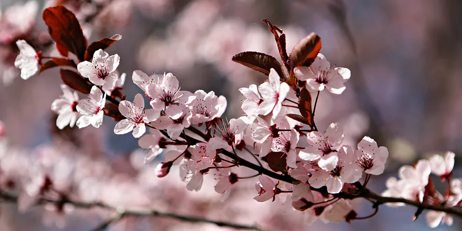 001 | 2025 | Berlin | Gärten der Welt im Erholungspark Marzahn | © carsten riede fotografie