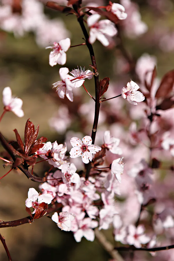 019 | 2025 | Berlin | Gärten der Welt im Erholungspark Marzahn | © carsten riede fotografie