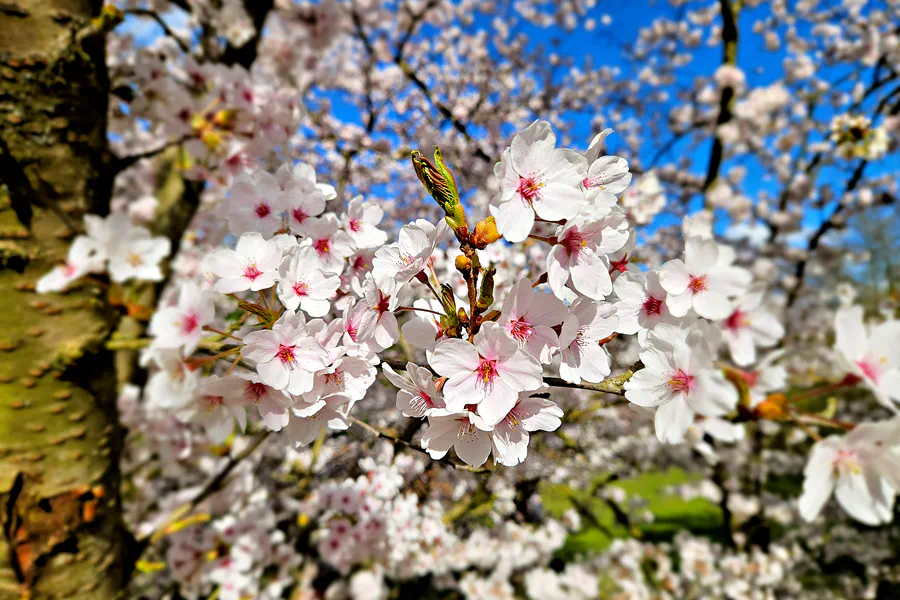 026 | 2025 | Berlin | Gärten der Welt im Erholungspark Marzahn | © carsten riede fotografie