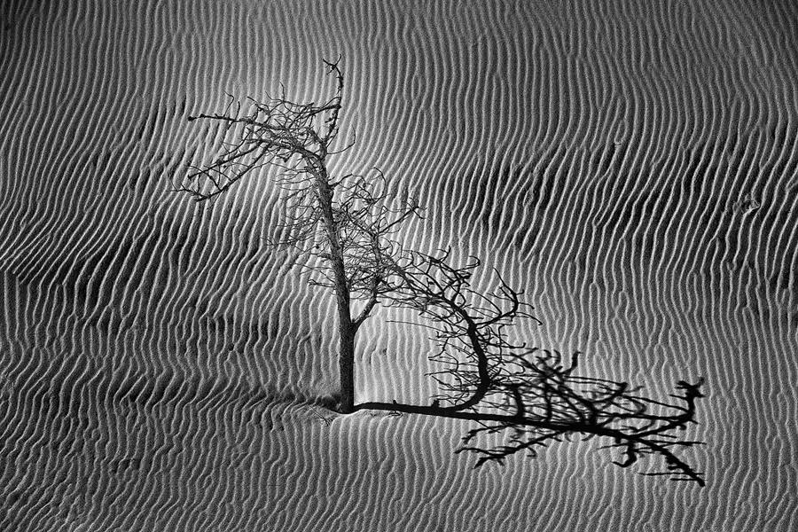 024 | 2025 | Bunken | Rabjerg Mile | © carsten riede fotografie