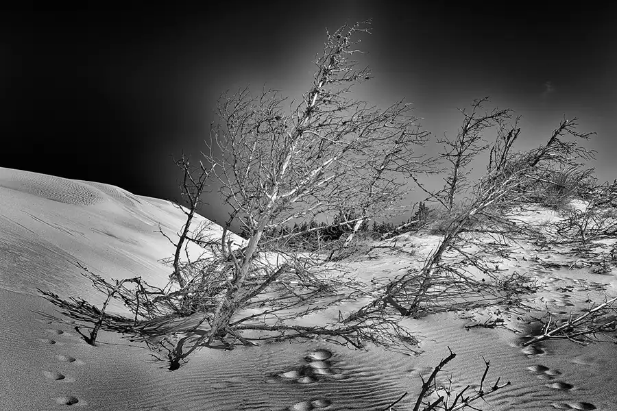 080 | 2025 | Bunken | Rabjerg Mile | © carsten riede fotografie