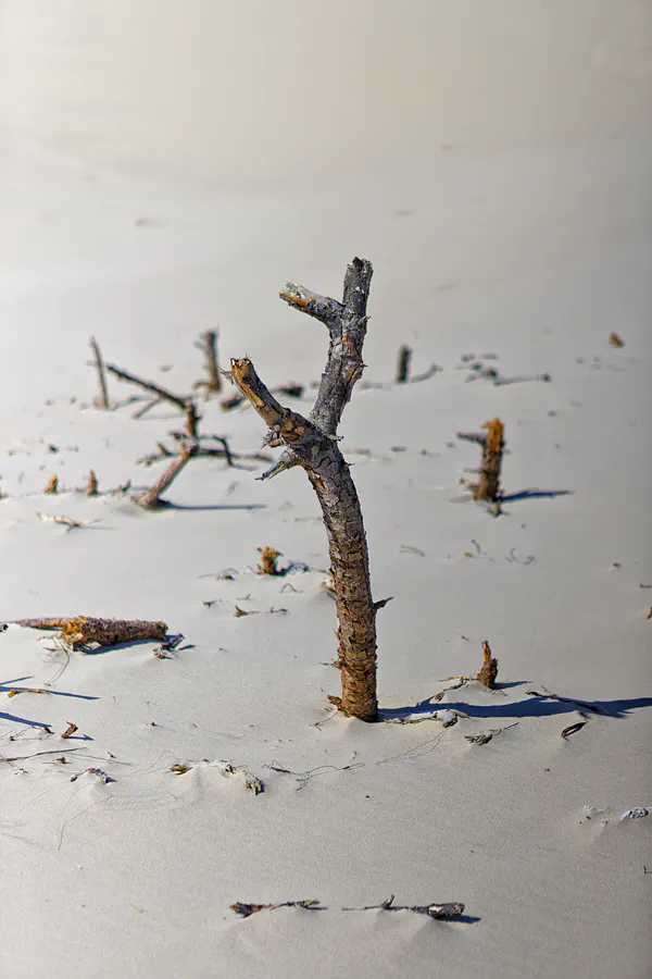 072 | 2025 | Bunken | Rabjerg Mile | © carsten riede fotografie