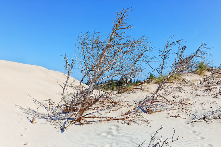 079 | 2025 | Bunken | Rabjerg Mile | © carsten riede fotografie