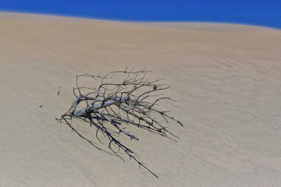 081 | 2025 | Bunken | Rabjerg Mile | © carsten riede fotografie