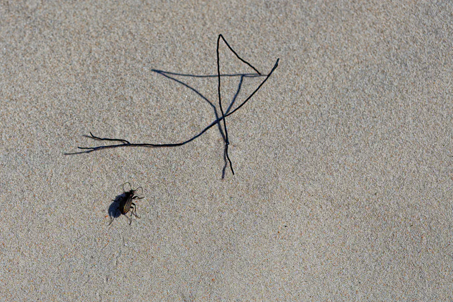 083 | 2025 | Bunken | Rabjerg Mile | © carsten riede fotografie