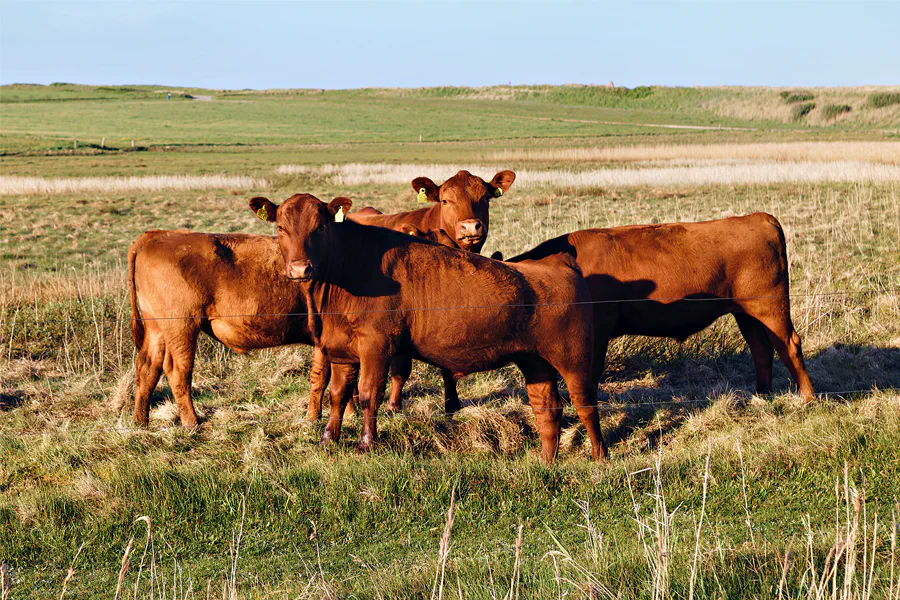 057 | 2025 | Lemvig | © carsten riede fotografie