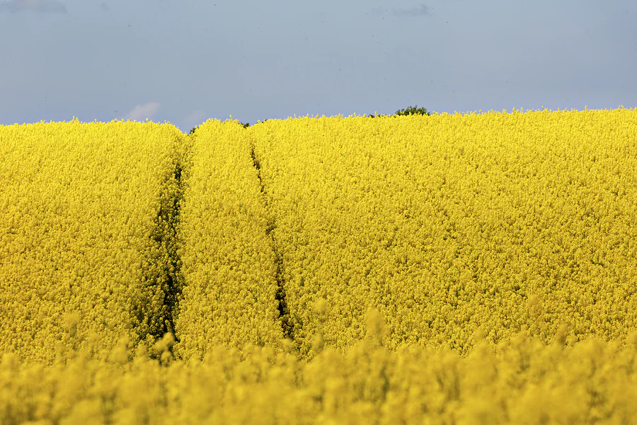 143 | 2025 | Region Midtjylland | © carsten riede fotografie