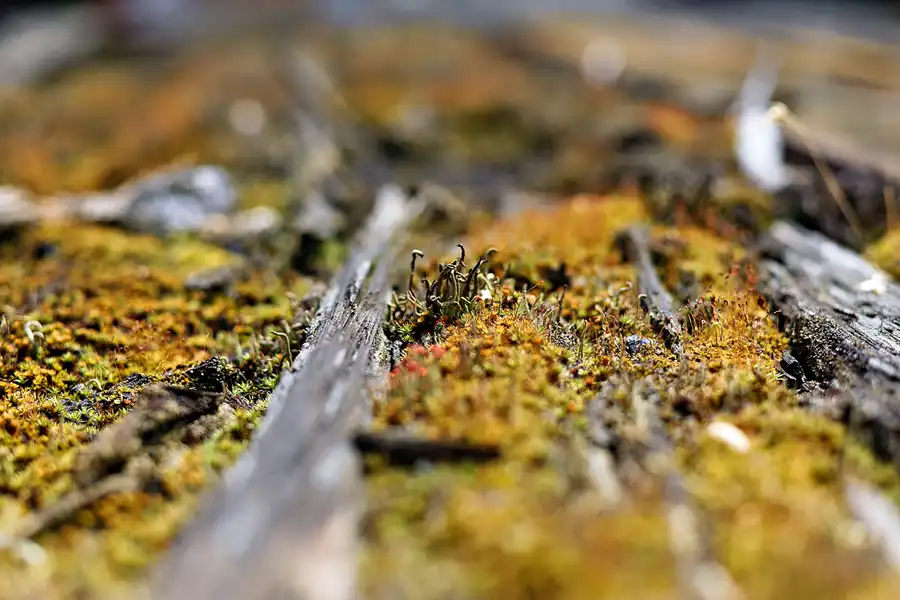 046 | 2025 | Falkenberg/Elster | Loksammlung Falkenberg | © carsten riede fotografie