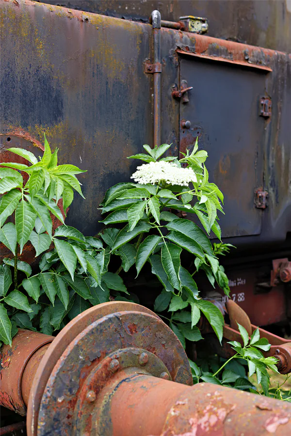 004 | 2025 | Falkenberg/Elster | Loksammlung Falkenberg | © carsten riede fotografie