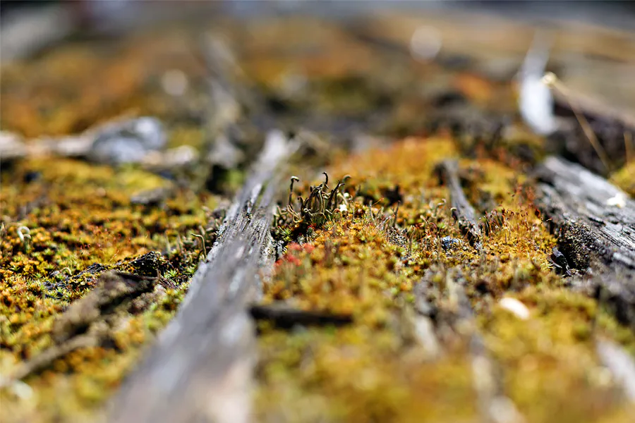 046 | 2025 | Falkenberg/Elster | Loksammlung Falkenberg | © carsten riede fotografie