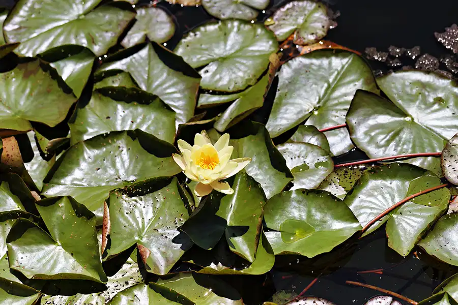 044 | 2025 | Anger | Höglwörther See | © carsten riede fotografie