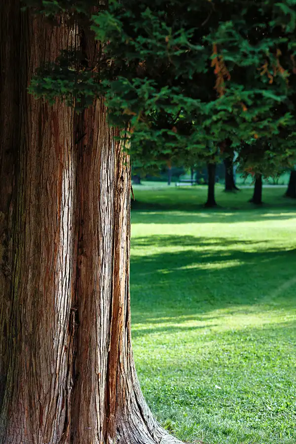031 | 2025 | Reith im Alpbachtal | Matzenpark | © carsten riede fotografie