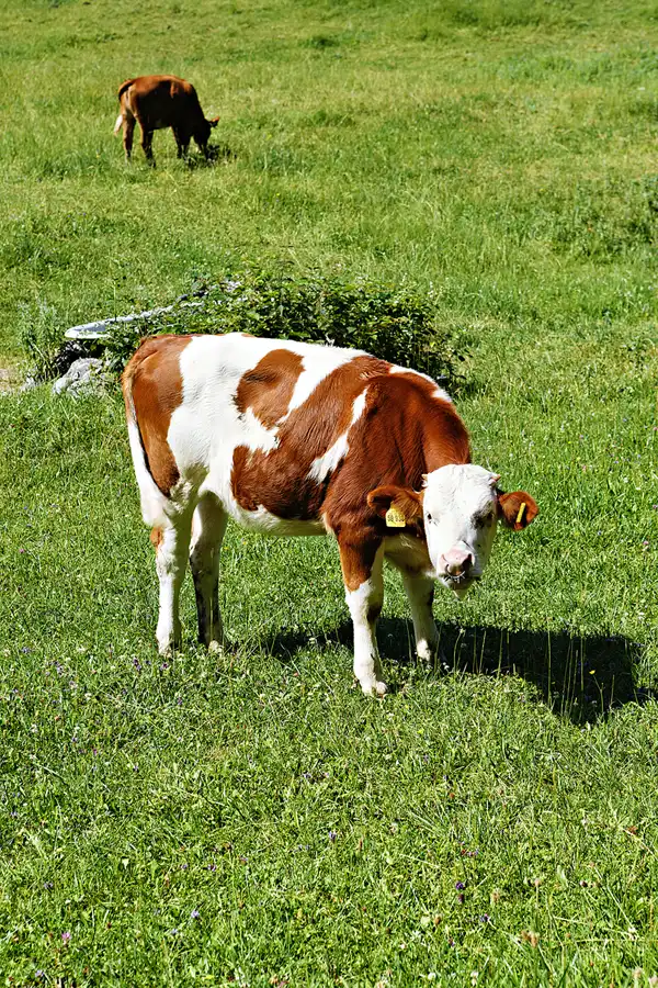 062 | 2025 | Schneizlreuth | © carsten riede fotografie