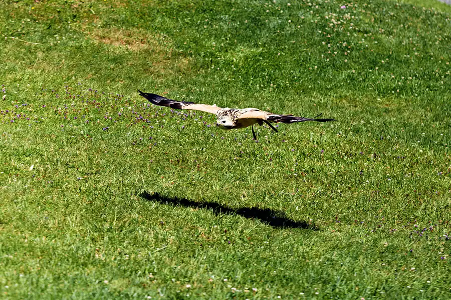 132 | 2025 | Werfen | Burg Hohenwerfen | © carsten riede fotografie