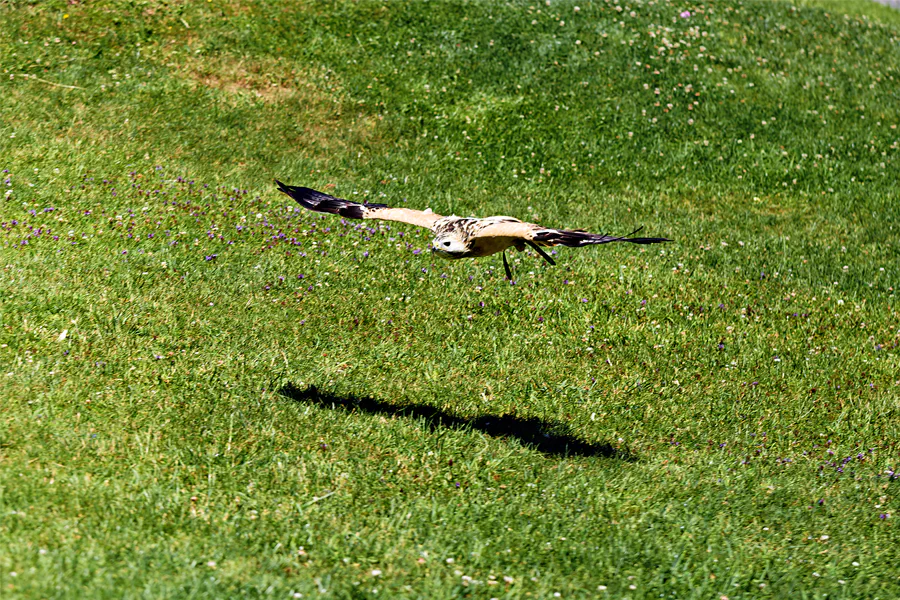 132 | 2025 | Werfen | Burg Hohenwerfen | © carsten riede fotografie