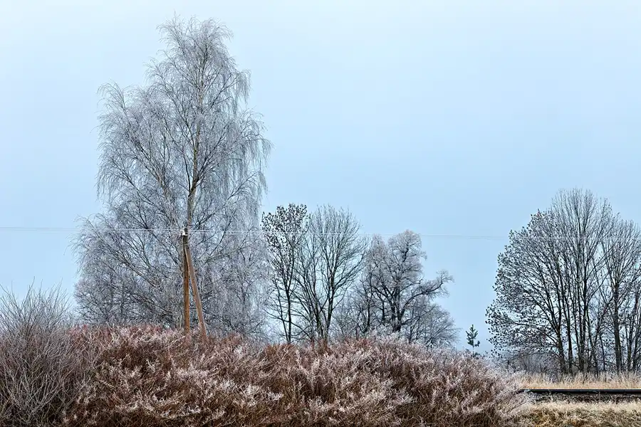 161 | 2025 | Olbersdorf | Zittauer Schmalspurbahn | © carsten riede fotografie