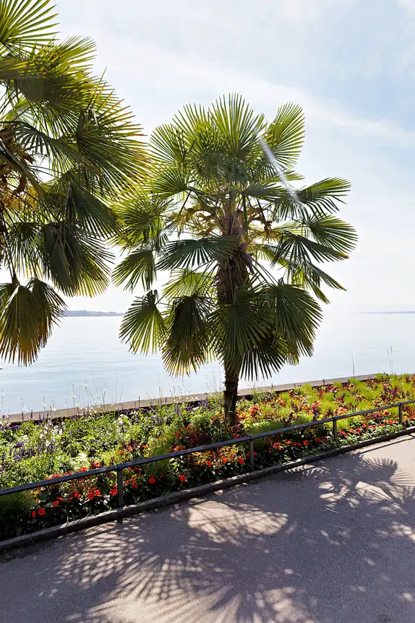 040 | 2026 | Insel Mainau | © carsten riede fotografie