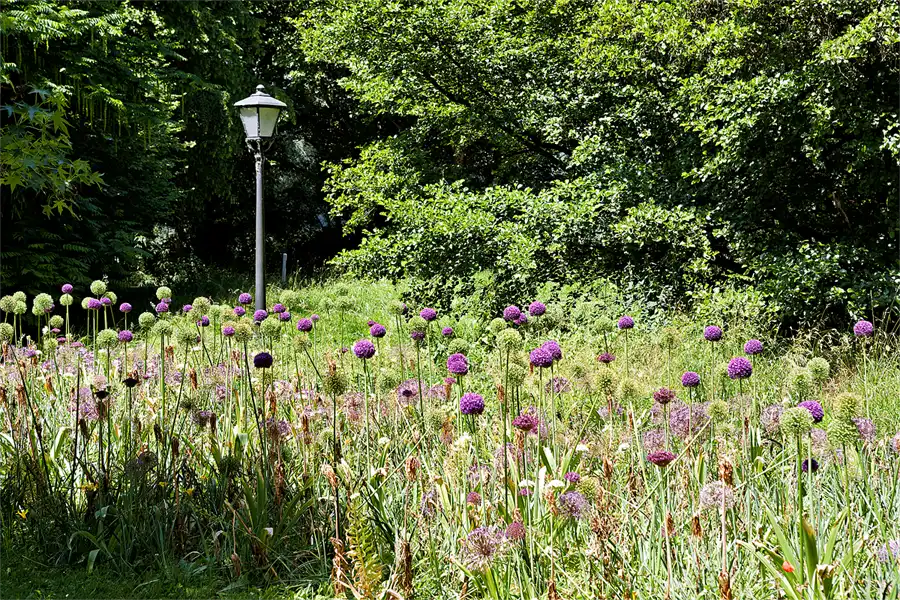 057 | 2026 | Insel Mainau | © carsten riede fotografie