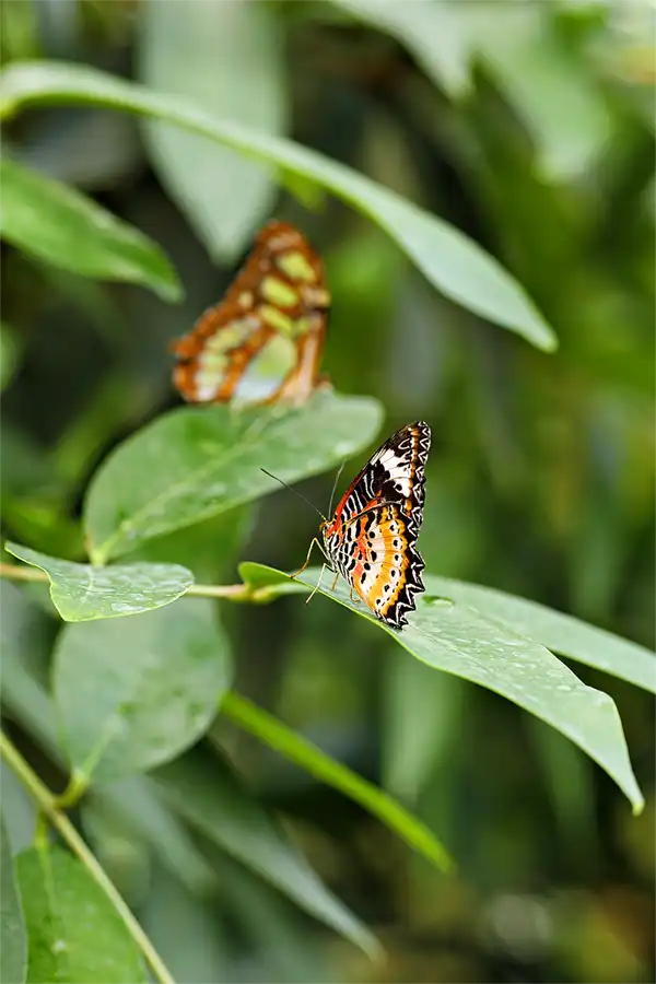 066 | 2026 | Insel Mainau | Schmetterlingshaus | © carsten riede fotografie