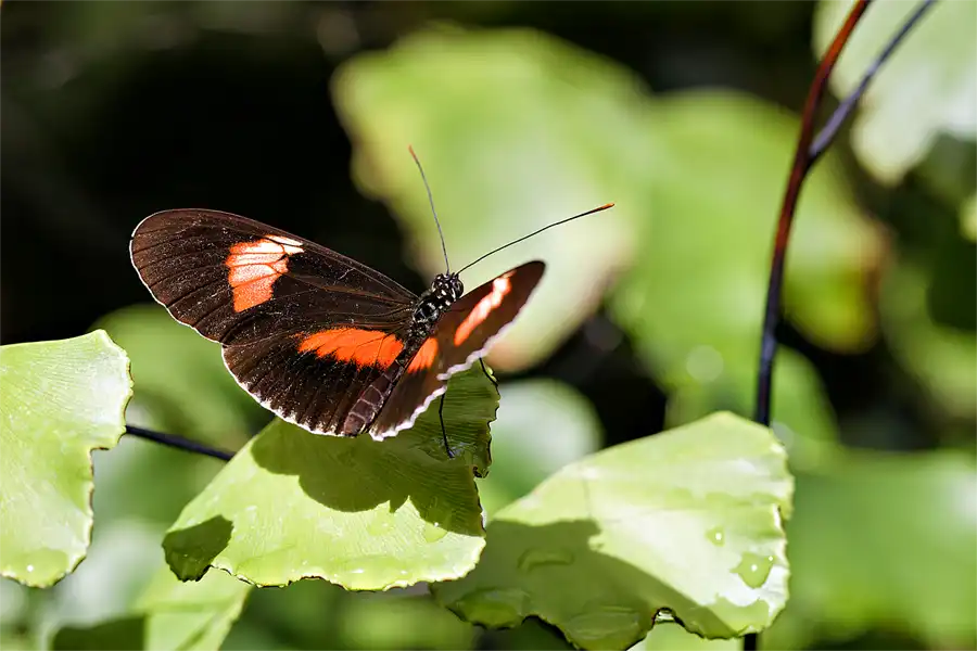 068 | 2026 | Insel Mainau | Schmetterlingshaus | © carsten riede fotografie