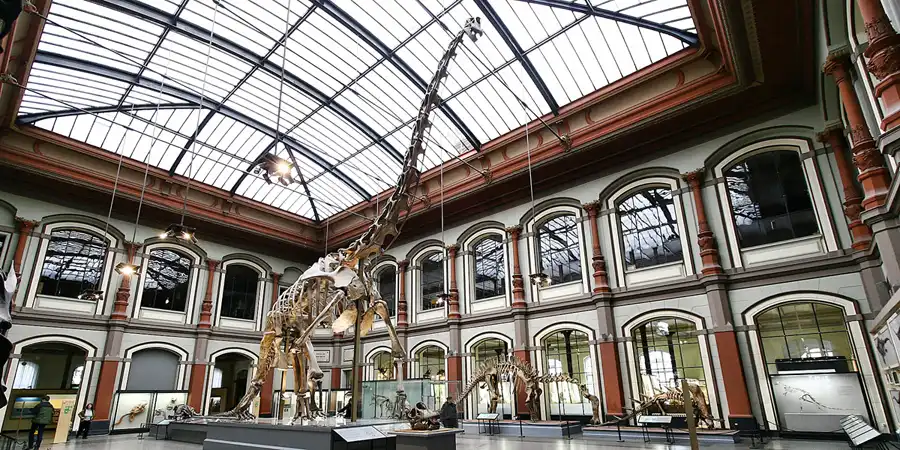 2005 | BERLIN | SAURIER & CO. – MUSEUM FÜR NATURKUNDE | © carsten riede fotografie