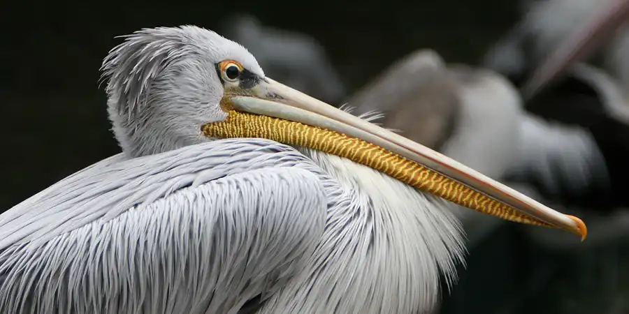 2005 | BERLIN | 59 GESICHTER – TIERPARK FRIEDRICHSFELDE | © carsten riede fotografie