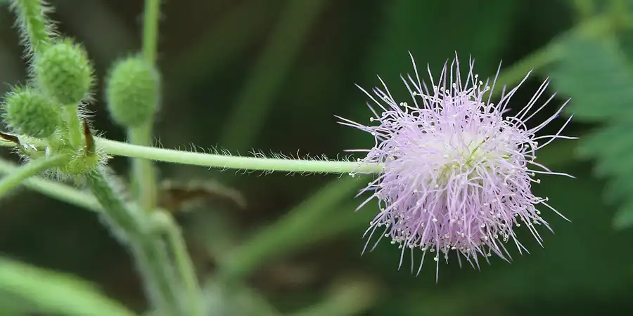 2011 | BERLIN | ARS HERBARIA – BOTANISCHER GARTEN | © carsten riede fotografie