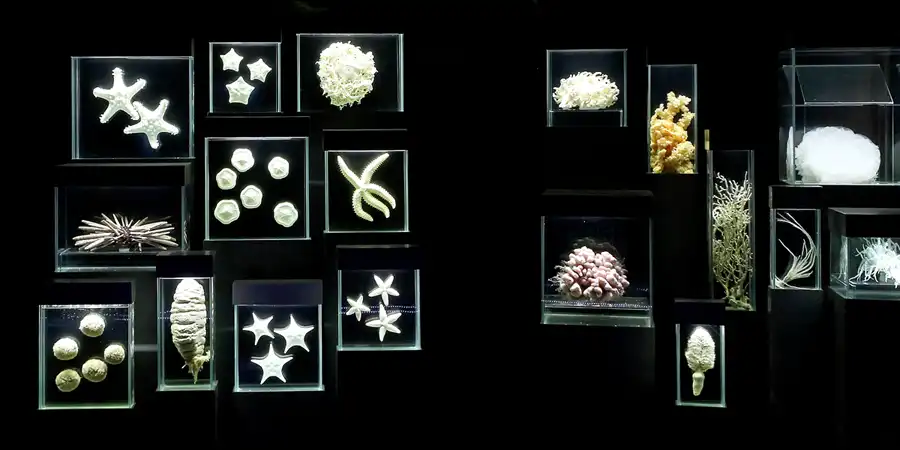 2013 | OSTSEEKÜSTE | MEERESBEWOHNER & MEER | © carsten riede fotografie