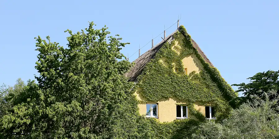2019 | INSEL VILM | URWALD | © carsten riede fotografie