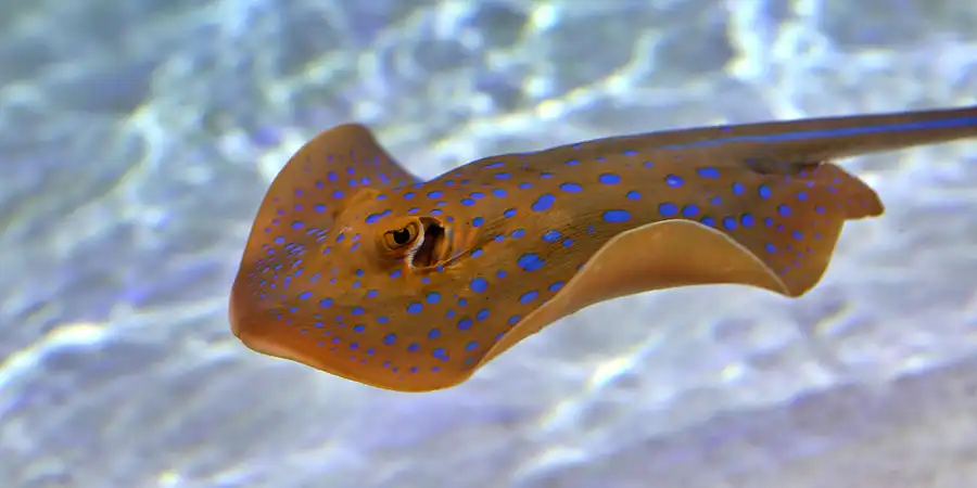 2020 | VALENCIA | L&rsquo; OCEANOGRÀFIC | © carsten riede fotografie