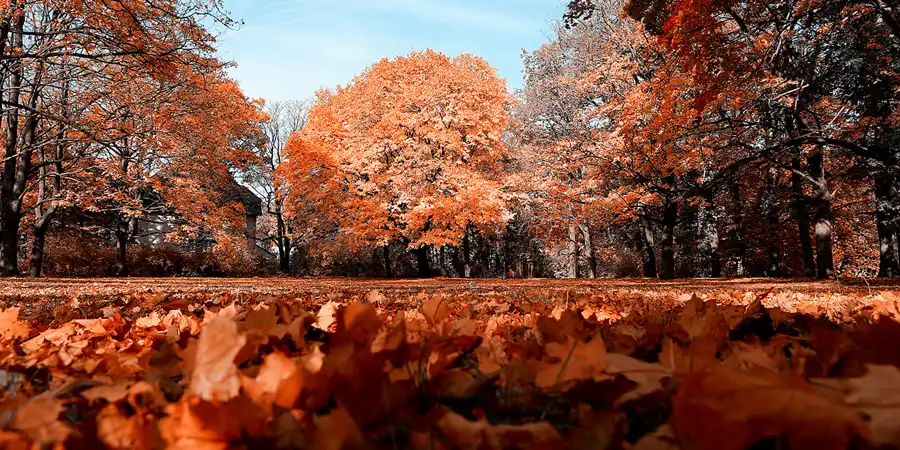 2021 | ERZGEBIRGSKREIS | BERLIN | MYSTISCHER HERBST | © carsten riede fotografie