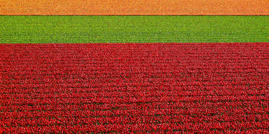 2024 | NOORD-HOLLAND | ZUID-HOLLAND | EEN ZEE VAN BLOEIENDE TULPEN | © carsten riede fotografie