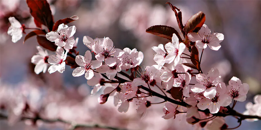 2025 | BERLIN | 桜 SAKURA – DIE JAPANISCHE KIRSCHBLÜTE | © carsten riede fotografie